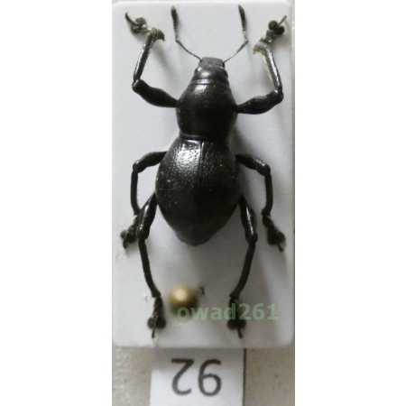 Metapocyrtus sp. Heller, 1912 male Philippines92